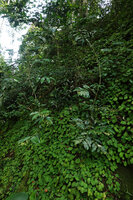 Streptocarpus (syn. Saintpaulia) ionanthus subsp. grotei, dense population covering a vertical cliff and a flowering Dracaena laxissima freely hanging from the top, Emau Hill, Amani, East Usambara, Tanzania