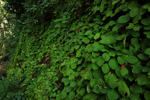 Streptocarpus (syn. Saintpaulia) ionanthus subsp. grotei, dense population covering a vertical cliff, Emau Hill, Amani, East Usambara, Tanzania