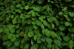 Streptocarpus (syn. Saintpaulia) ionanthus subsp. grotei, dense population with somewhat overlapping leaves, Emau Hill, Amani, East Usambara, Tanzania