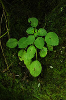 Streptocarpus (syn. Saintpaulia) ionanthus subsp. grotei, leaf blade shade avoidance due to everlasting growth of the petiole, Emau Hill, Amani, East Usambara, Tanzania