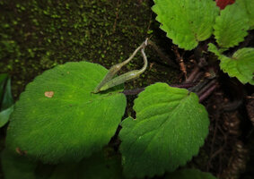 Streptocarpus (syn. Saintpaulia) ionanthus subsp. grotei, maturing cylindrical capsular fruits, Emau Hill, Amani, East Usambara, Tanzania