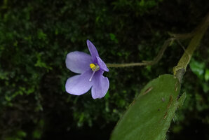 Streptocarpus (syn. Saintpaulia) ionanthus subsp. grotei, pale purple flower form, Emau Hill, Amani, East Usambara, Tanzania
