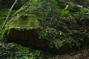 Streptocarpus (syn. Saintpaulia) ionanthus subsp. grotei, population on mossy oblique rocks, Emau Hill, Amani, East Usambara, Tanzania