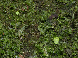 Streptocarpus (syn. Saintpaulia) ionanthus subsp. grotei, two tiny anisocotylous seedlings among mosses and hepatics on vertical rock face, Emau Hill, Amani, East Usambara, Tanzania