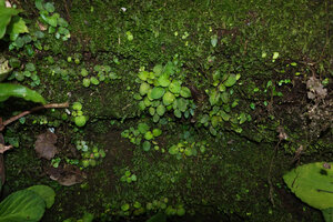 Streptocarpus (syn. Saintpaulia) ionanthus subsp. grotei, young plants and tiny anisocotulous seedlings among mosses and hepatics on bare vertical rock face, Emau Hill, Amani, East Usambara, Tanzania