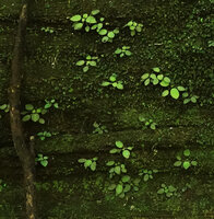 Streptocarpus (syn. Saintpaulia) ionanthus subsp. grotei, young plants, probably about one year old following the long intense rainy season of the previous year, Emau Hill, Amani, East Usambara, Tanzania, Jan. 2021