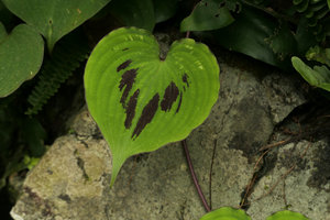 Streptolirion volubile, heart shaped leaf with dark purple blotches, Nam Cang, Sapa, Vietnam