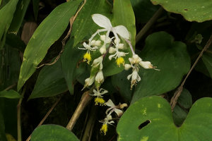 Streptolirion volubile, inflorescence, Nam Cang, Sapa, Vietnam