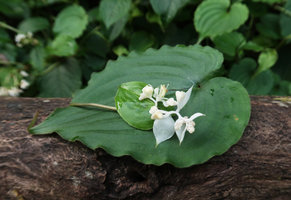 Streptolirion volubile, leaf and inflorescence, Doi Inthanon NP, Thailand