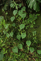 Streptolirion volubile, plain green leaves, Nam Cang, Sapa, Vietnam