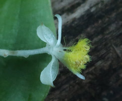 Streptolirion volubile, stamen filaments densely covered by bright yellow hairs, Doi Inthanon NP, Thailand