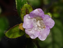 Strobilanthes reptans, flower at anthesis, Danum Valley, Sabah, Borneo