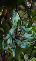 Strongylodon macrobotrys, the Jade vine, inflorescence, Okinawa, Japan