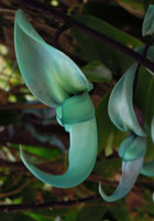 Strongylodon macrobotrys, the Jade vine, Okinawa, Japan