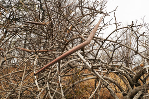 Strophanthus kombe, dry follicular fruits, South Luangwa NP, Zambia