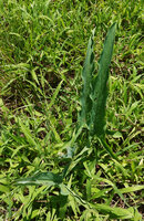 Stylocchaeton natalensis, erect somewhat glaucous leaves, Mikumi NP, Tanzania