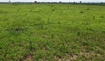Stylocchaeton natalensis in savanna, Mikumi NP, Tanzania