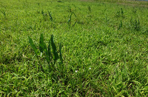Stylocchaeton natalensis, population with erect leaves in savanna, Mikumi NP, Tanzania