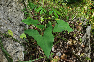 Stylochaeton salaamicus, Amboni Caves, Tanga, Tanzania