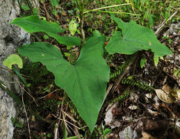 Stylochaeton salaamicus, leaves, Amboni Caves, Tanga, Tanzania