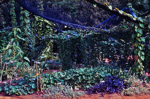 Summer garden Folles Ipomées by Patrick Blanc and Gilles Ebersolt using the nets of the Radeau des Cimes expeditions, Chaumont sur Loire, Aug. 1996