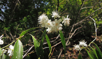 Symplocos myrtacea, Yamaguchi, Japan