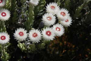 Syncarpha vestita, Fernkloof, Hermanus, South Africa