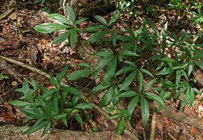 Syngonium angustatum, juvenile with plain green leaves on forest floor, Las Lagunas, Flores, Guatemala