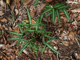 Syngonium angustatum, juvenile with silver design along the midrib, Las Lagunas, Flores, Guatemala