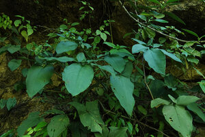 Syngonium macrophyllum climbing on vertical earth and rocky bank, Cubilhuitz, Alta Verapaz, Guatemala