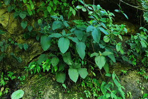 Syngonium macrophyllum climbing on vertical rocky bank, Cubilhuitz, Alta Verapaz, Guatemala