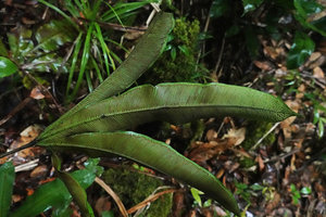 Syngramma quinata, fertile frond with sori along the veins,Imbu Rano, Kolombangara, Solomon Islands