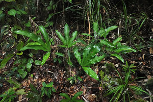 Syngramma quinata in forest understory, Imbu Rano, Kolombangara, Solomon Islands