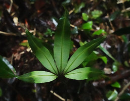Syngramma quinata, young frond,  Imbu Rano, Kolombangara, Solomon Islands