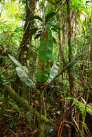Tapeinosperma megaphyllum, a monocaulous huge leaved litter trapping treelet, Waisali, Vanua Levu, Fiji