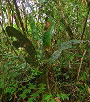 Tapeinosperma megaphyllum, a monocaulous litter trapping treelet in forest understory, Waisali, Vanua Levu, Fiji