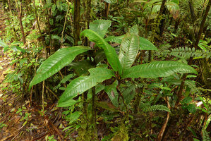 Syzygium amplifolium, young individuals in forest understory, Colo-I-Suva, Viti Levu, Fiji