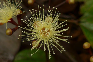 Syzygium gracilipes, flower just above soil leaf litter, Colo-I-Suva, Viti Levu, Fiji, Aug. 20166