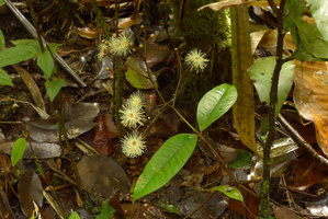 Syzygium gracilipes, terminal inflorescence just above soil leaf litter on flagelliferous basal shoots, Colo-I-Suva, Viti Levu, Fiji, Aug. 2016