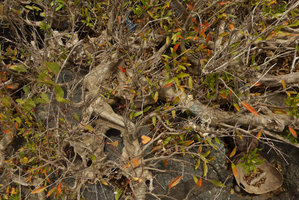 Syzygium mekongense, branched woody base as rheophyte on rock boulders in Mekong river, Pak Chom, Loei, Thailand