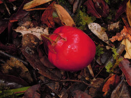 Syzygium sp., fruit on forest floor, Rondon Ridge, 2000 m asl, Mount Hagen, Papua New Guinea