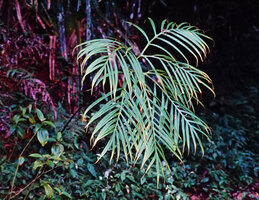 Tacca artocarpifolia in forest understory, usually considered as conspecific with the widespread T. leontopetaloides from more open areas, Andasibe, Madagascar