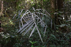 Tacca artocarpifolia, multipartite leaf blade, Anjozorobe Angavo, Madagascar