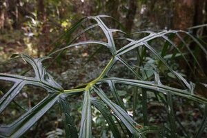 Tacca artocarpifolia, pedate base of the leaf blade, Anjozorobe Angavo, Madagascar