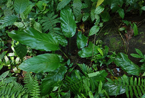 Tacca cf. khanhhoaensis in perhumid forest understory habitat, Dambri Waterfall, Bao Loc, Vietnam,