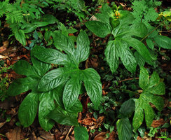 Tacca palmata, Tioman, Malaysia