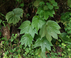 Tacca palmatifida, downward hanging leaf blades on vertical earth bank, Enrekang, South Sulawesi