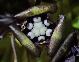 Tacca palmatifida flower, upper curly part of inner tepals removed revealing the three lobed stigmate and the six epitepalous stamens of unequal size, Enrekang, South Sulawesi