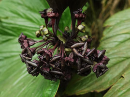 Tacca palmatifida inflorescence, blackish flowers at anthesis, Enrekang, South Sulawesi