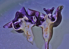 Tacca palmatifida, longitudinal section through a flower showing the ovary, style, stigma and epitepalous stamens, Enrekang, South Sulawesi.